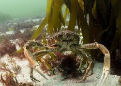 Spider crabs, large male standing over female.
Omey Isla... by Mark Thomas 